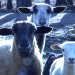 beastofme-sheep thumbnail